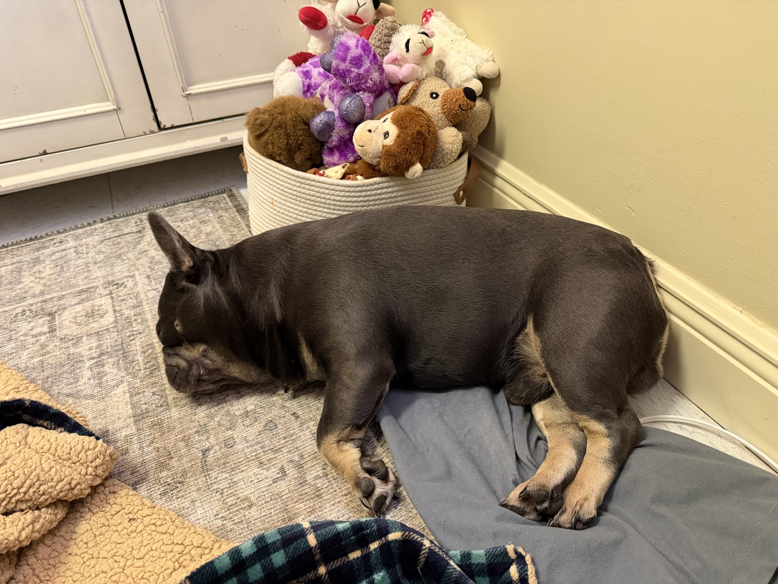 One of our French bulldogs resting beside a basket of toys at the office